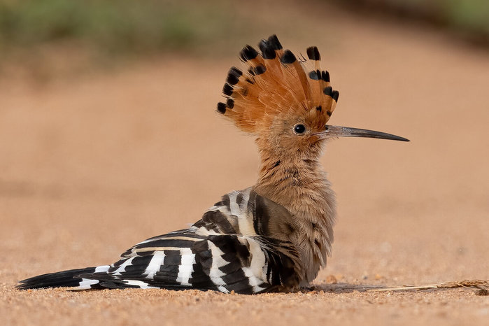 Как живёт удод: 10 интересных фактов из жизни примечательной птицы