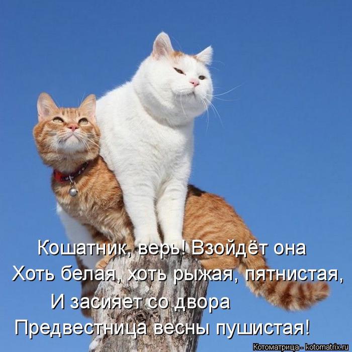 4743317_kotomatritsa_o (700x700, 63Kb)