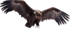 Animals Collection #6 (41) (100x42, 7Kb)
