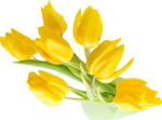 желтые тюльпаны (150x111, 23Kb)