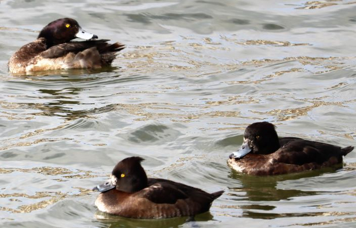 IMG_0920 (3) (700x447, 308Kb)