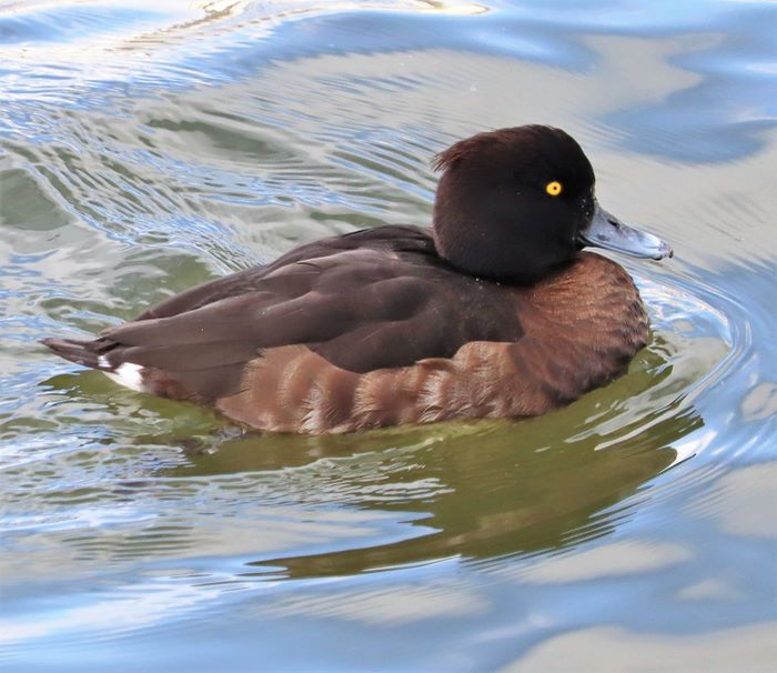 IMG_0965 (3) (700x606, 365Kb)