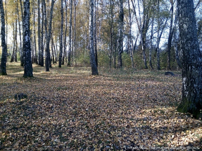 beryozovaya-roshha (700x525, 512Kb)