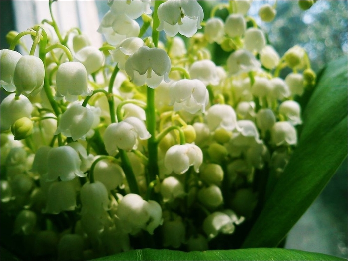 5158259_1640691640_48pibig (700x525, 227Kb)