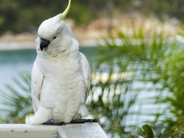Animals___Birds_Big_white_parrot_cockatoo_150172_29 (640x480, 101Kb)