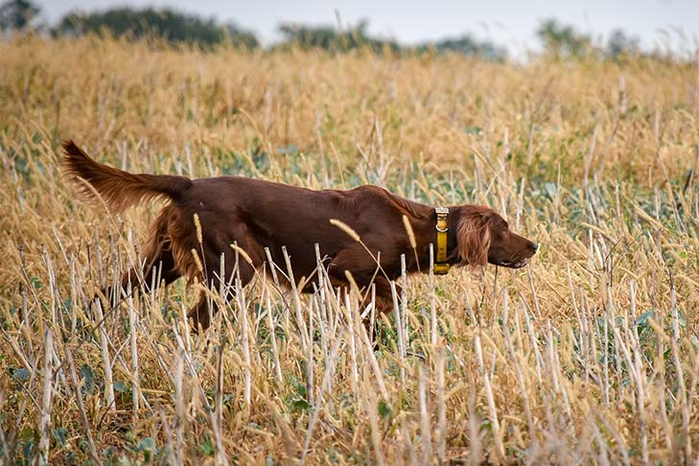 Irish-Setter-on-point-in-a-field (700x466, 423Kb)