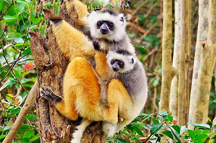 Magnificent distinct Sifaka -mobile