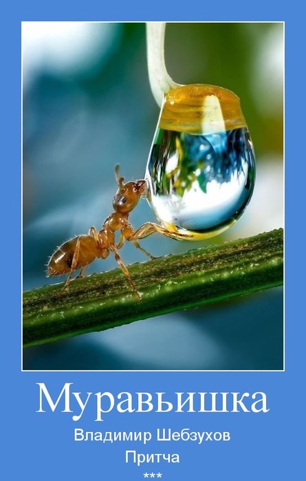   (445x700, 59Kb)