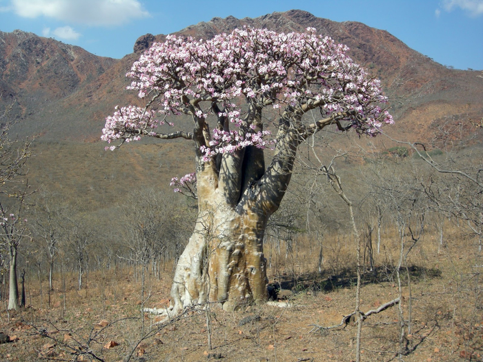 Socotra Island Tree 11 (700x525, 507Kb)