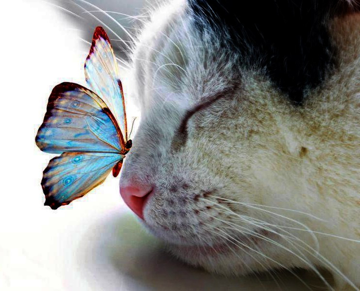 butterfly-on-cat (700x566, 339Kb)