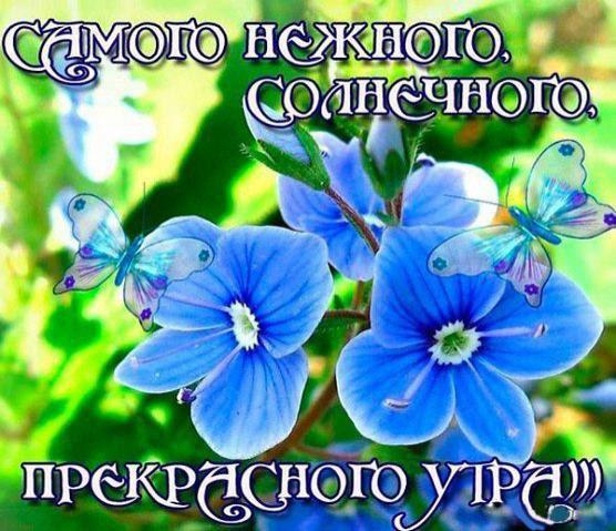 4743317_i35312 (556x479, 61Kb)