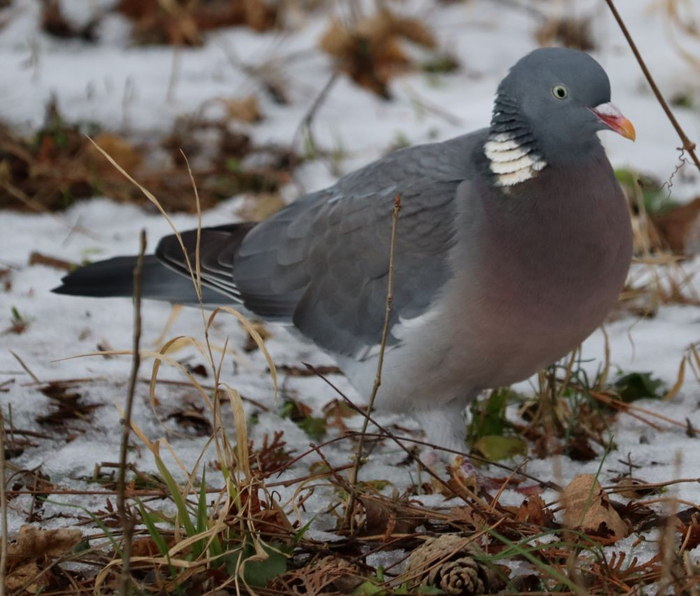 IMG_1663 (2) (700x596, 385Kb)