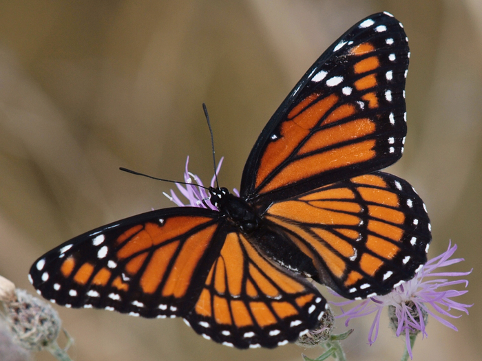 July-22-2012-Tommy-Thompson-Park-Viceroy-Butterfly-on-a-Purple-Flower-1 (700x525, 414Kb)