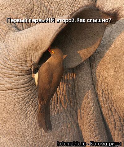 4743317_eA (400x472, 51Kb)