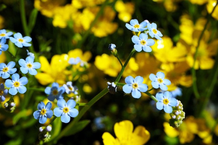 5182169_ForgetMeNots__yapfiles_ru (700x466, 76Kb)