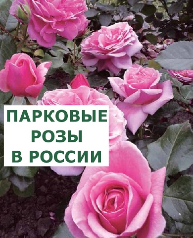 6 типов роз: описание и уход. Какие розы посадить в саду?