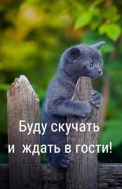 3416556_d0ab5809089e3940b25acec333525a0b (390x604, 41Kb)