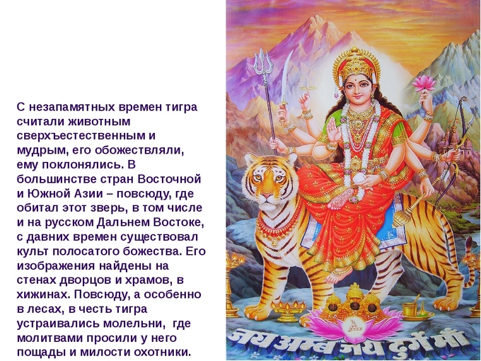 3109898_mif_tigr_lakshmi (680x510, 305Kb)
