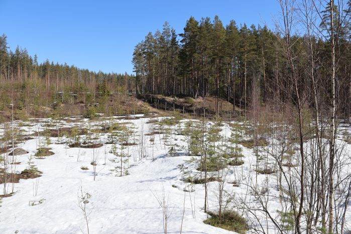 IMG_3957 (699x466, 268Kb)