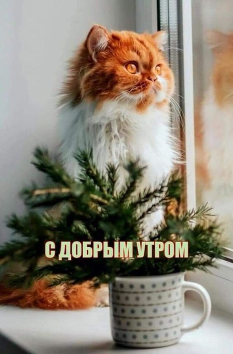 35be8dce2136bf28614d9e09a245bd03 (462x700, 260Kb)