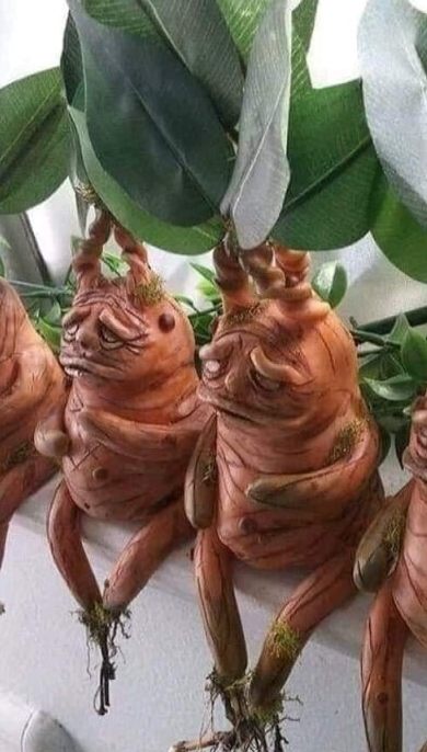 6969960_MANDRAGORA (390x686, 611Kb)