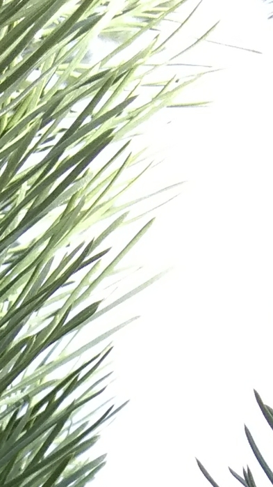 10007 (393x700, 139Kb)