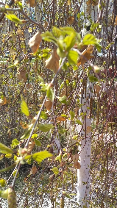 Screenshot_2022-05-02-12-56-44 (393x700, 303Kb)