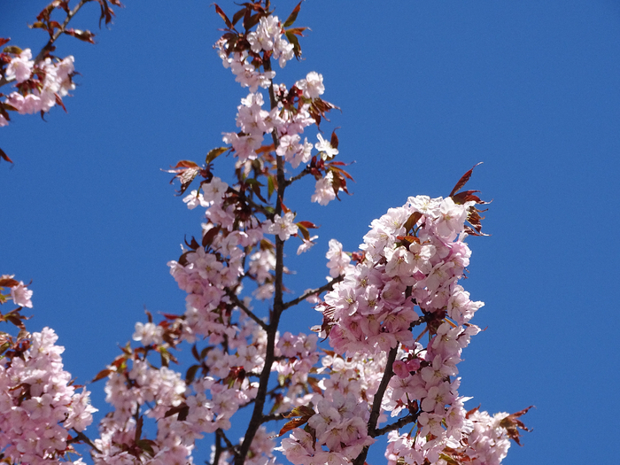 DSC00005 (700x525, 427Kb)
