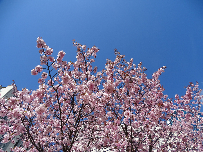 DSC00009 (700x525, 536Kb)