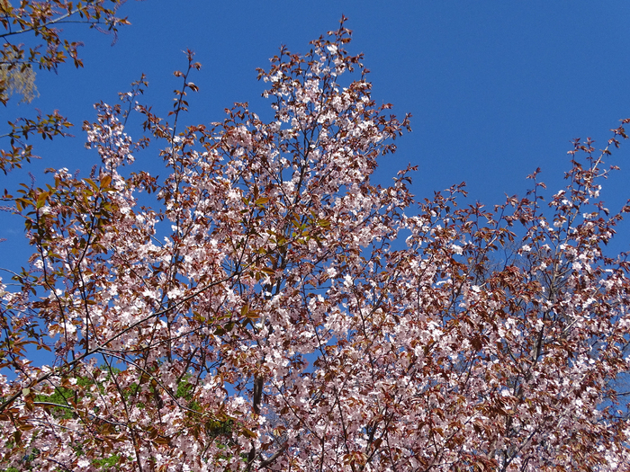 DSC00112 (700x525, 679Kb)
