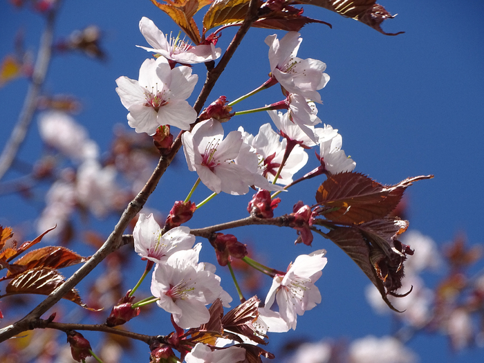DSC00122 (700x525, 436Kb)