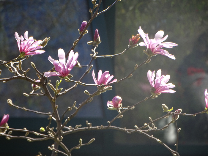 DSC00135 (700x525, 383Kb)