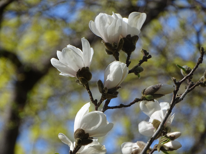 DSC00155 (700x525, 364Kb)