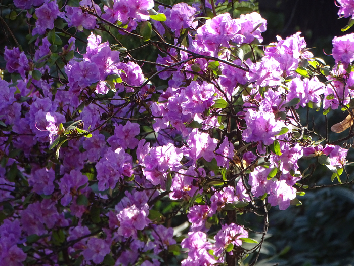 DSC00212 (700x525, 581Kb)