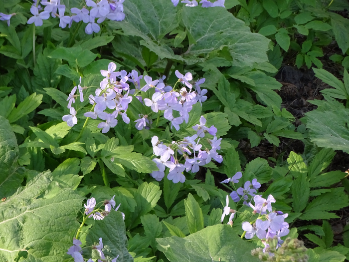 DSC00227 (700x525, 466Kb)