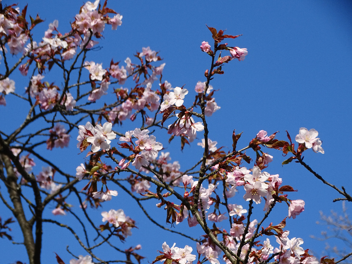 DSC00277 (700x525, 505Kb)