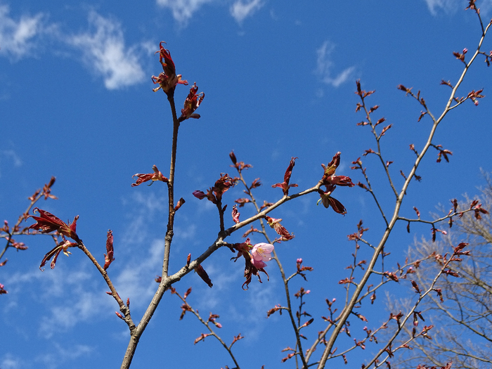 DSC00285 (700x525, 430Kb)