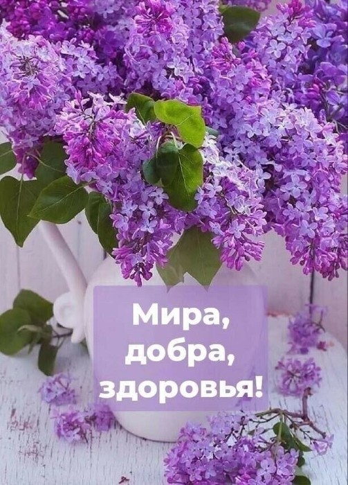 IMG_20220508_191200 (503x700, 122Kb)