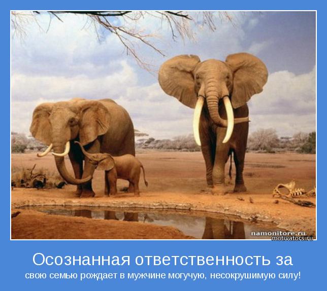 С какой скоростью бегает слон. Африканские слоны. Слон в Африке. Слон фото. Саванный слон.