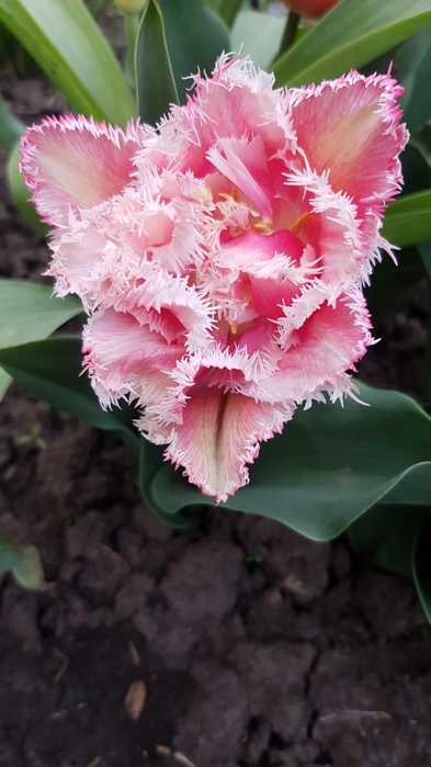 WhatsApp Image 2022-04-25 at 18.16.54 (393x700, 26Kb)