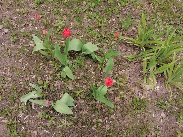IMG_20220511_133605 (700x525, 282Kb)