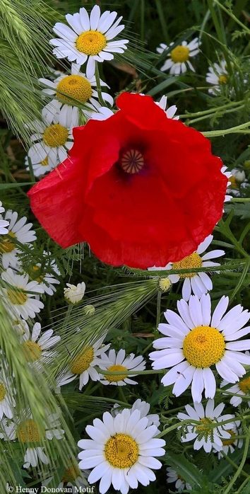 IMG_20220511_150957 (354x700, 72Kb)