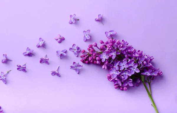 сиренька новая (600x382, 125Kb)