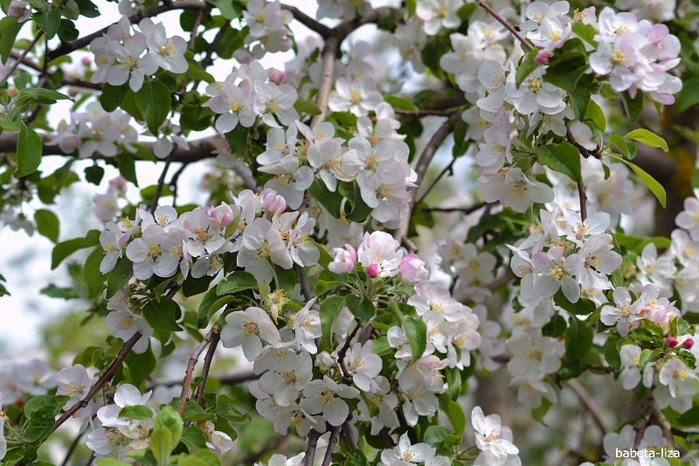 Когда зацветут яблони дзен рассказ. Белые цветущие сады. Чудо яблоня. Когда цветет яблоня.