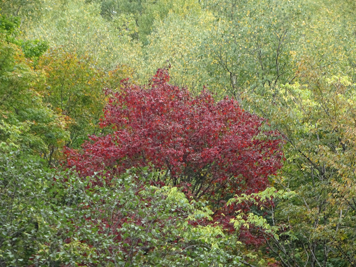 DSC00402 (700x525, 638Kb)
