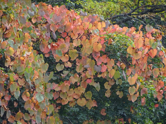 DSC00404 (700x525, 577Kb)