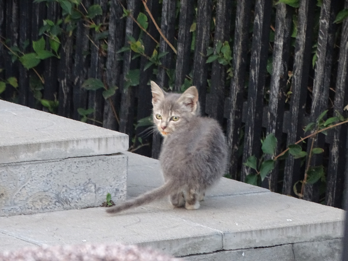 DSC00465 (700x525, 360Kb)