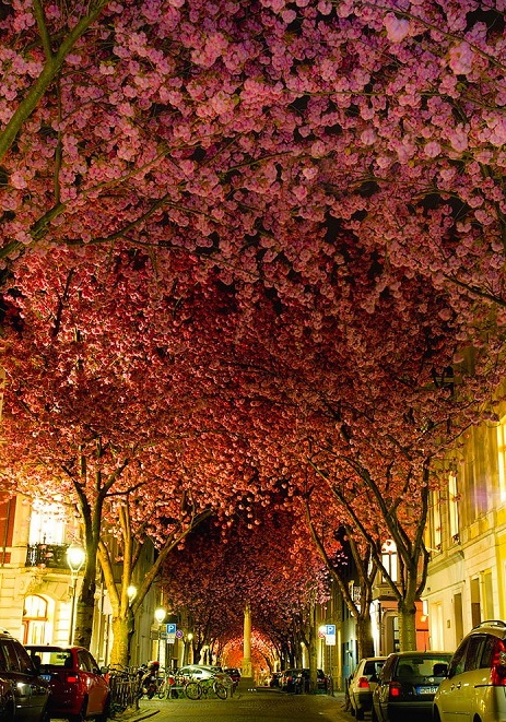 3109898_svet_fonar_bonn (463x661, 220Kb)