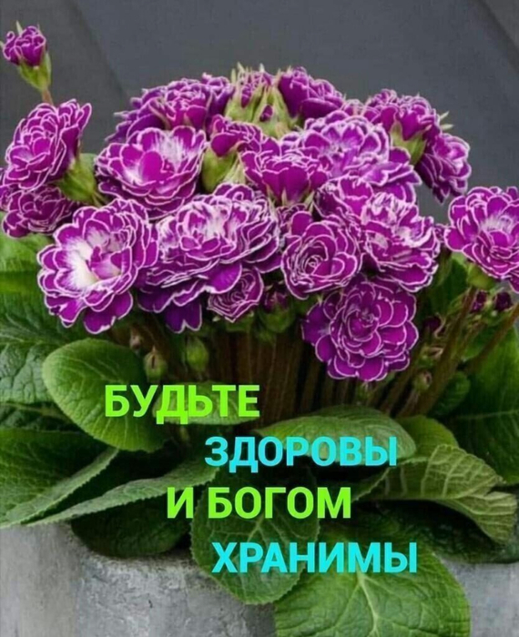 IMG_20220515_094539 (570x700, 407Kb)