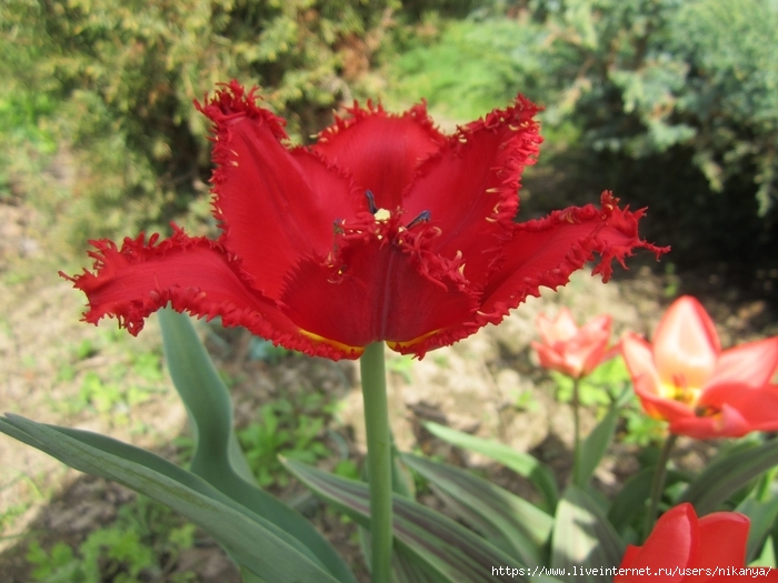 6969960_IMG_0961 (700x525, 261Kb)